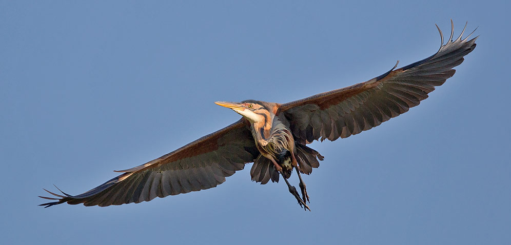 Purple Heron in flight